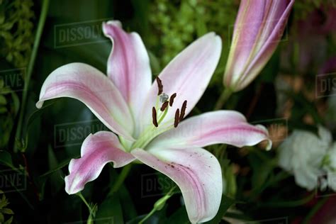 Lily Continuara.org