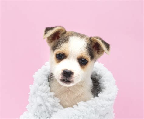Lindo perrito rosa Continuara.org