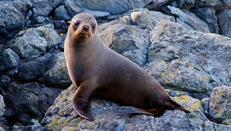 Lobo marino Continuara.org