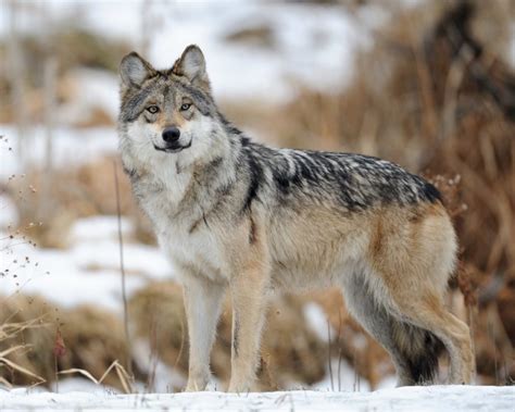 Lobo Continuara.org