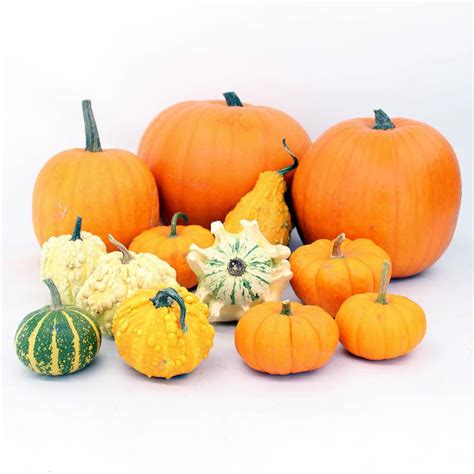 Lote halloween Continuara.org