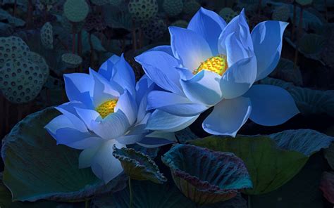Lotus azul Continuara.org