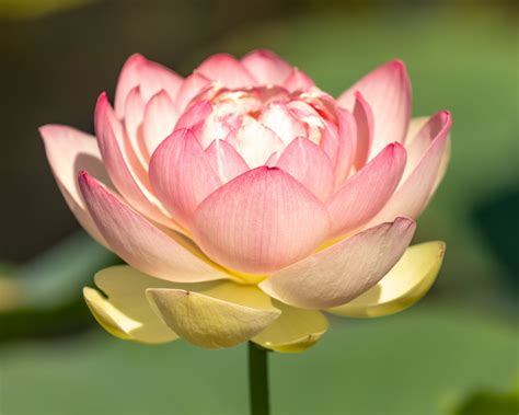 Lotus Continuara.org