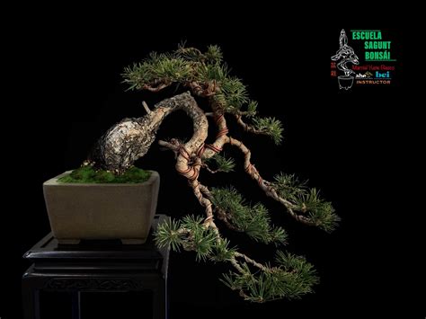 Maceta bonsai Continuara.org