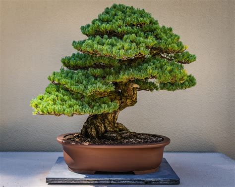 Macetas bonsais plantas Continuara.org