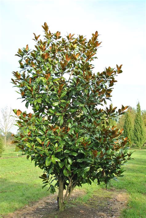 Magnolia grandiflora Continuara.org
