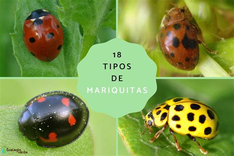 Mariquita nueva Continuara.org