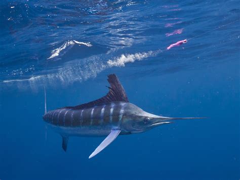 Marlin Continuara.org