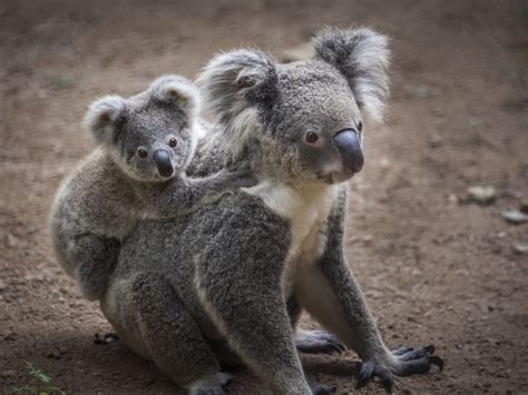 Marsupial bebes Continuara.org