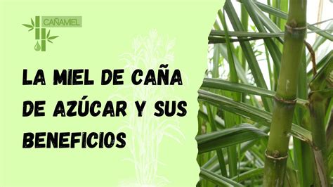 Miel cana azucar Continuara.org