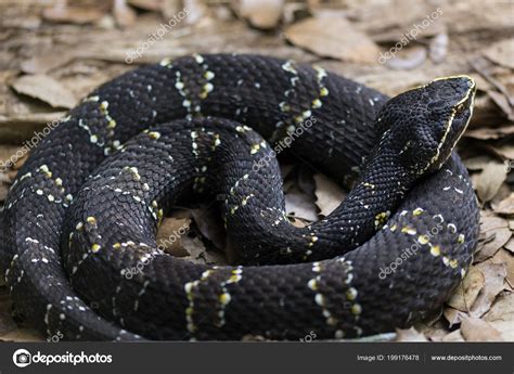 Mocasin serpiente Continuara.org