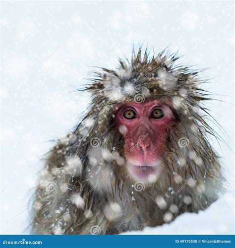 Mono nieve Continuara.org