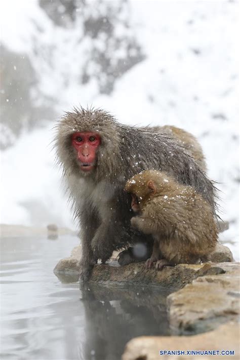 Monos nieve Continuara.org