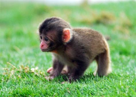 Monos Continuara.org