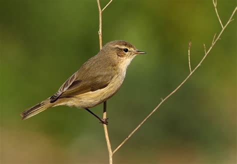 Mosquitero Continuara.org