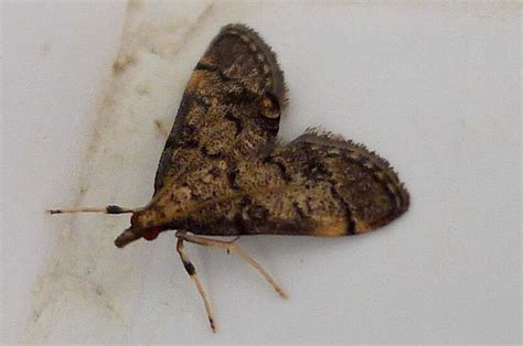Moth europa Continuara.org