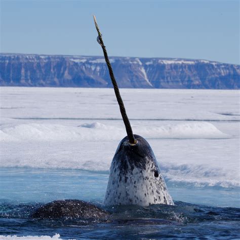 Narwhal Continuara.org