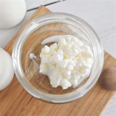 Nodulos kefir leche Continuara.org