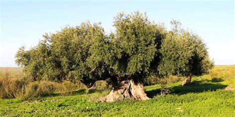 Olivos centenarios Continuara.org