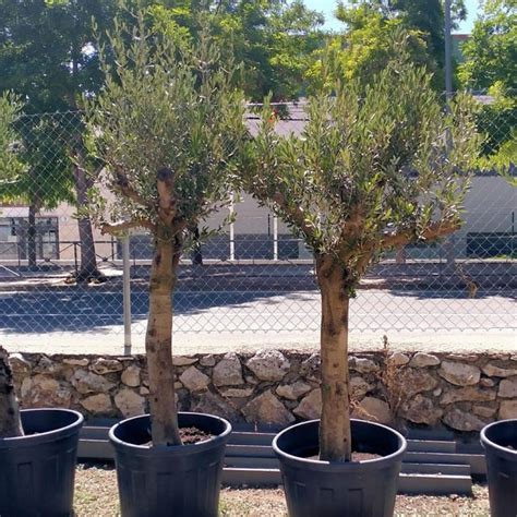 Olivos jovenes Continuara.org