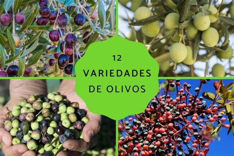 Olivos mas Continuara.org