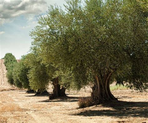 Olivos Continuara.org