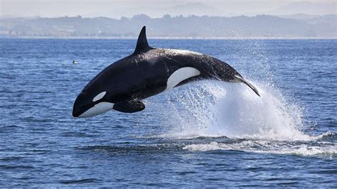Orca Continuara.org