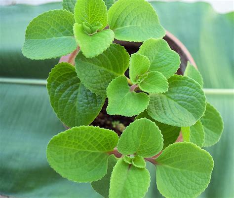 Oregano cubano Continuara.org
