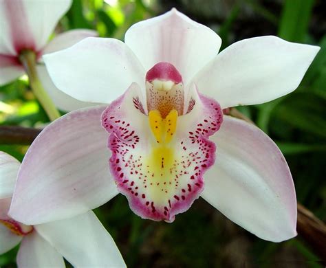 Orquidea Continuara.org