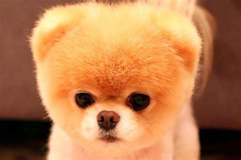 Osito perrito Continuara.org