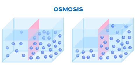 Osmosis Continuara.org