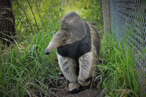 Oso gigante Continuara.org