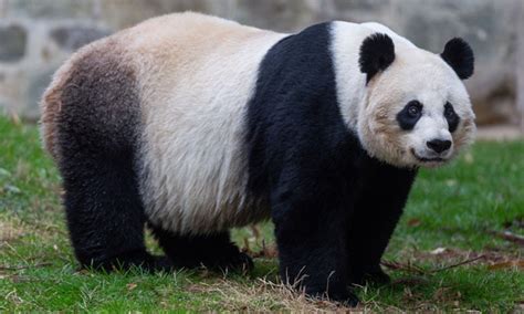 Oso panda grande Continuara.org