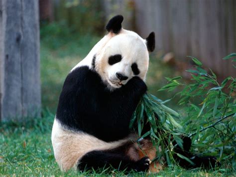 Oso panda Continuara.org
