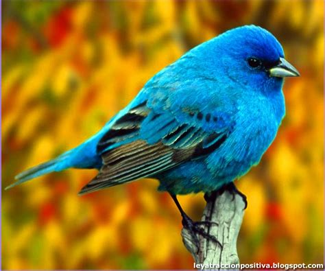 Pajaro Continuara.org