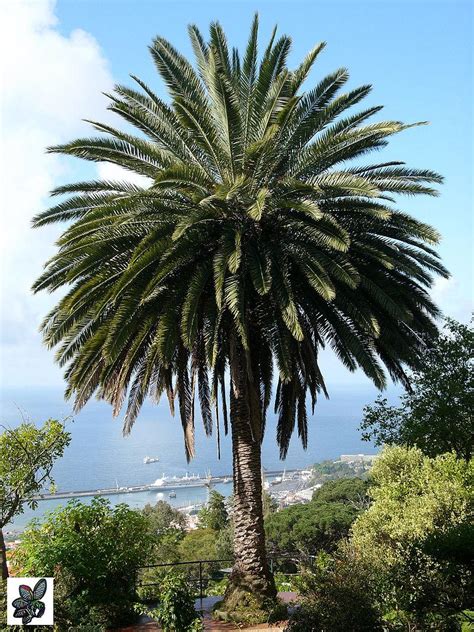 Palmera canaria Continuara.org