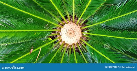 Palmera muy bonita Continuara.org