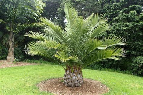 Palmera Continuara.org