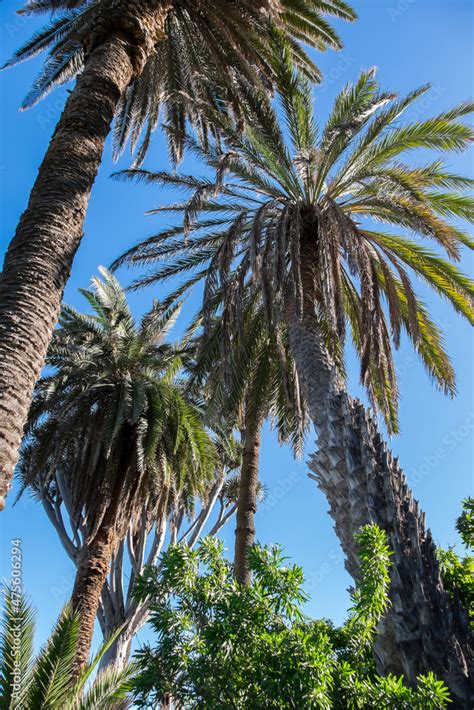 Palmeras canarias dragos Continuara.org