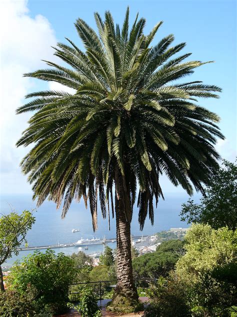 Palmeras canarias Continuara.org