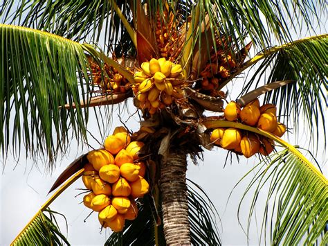 Palmeras cocos Continuara.org