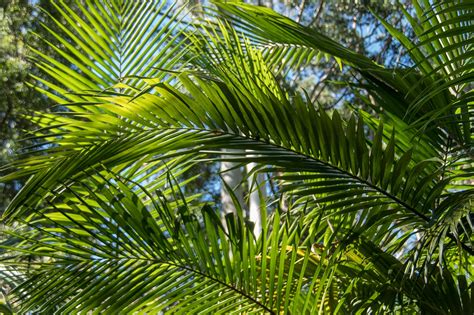 Palmeras tropicales Continuara.org