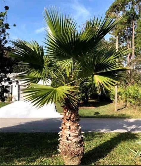Palmeras washingtonia Continuara.org