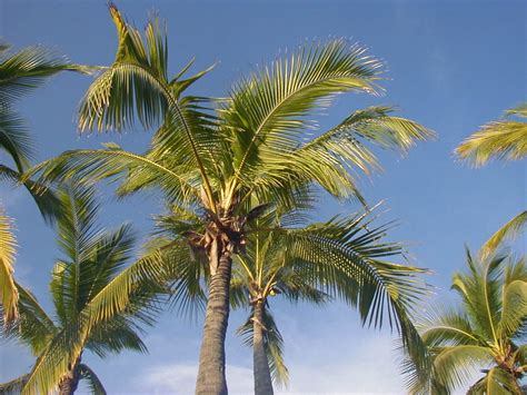 Palmeras Continuara.org
