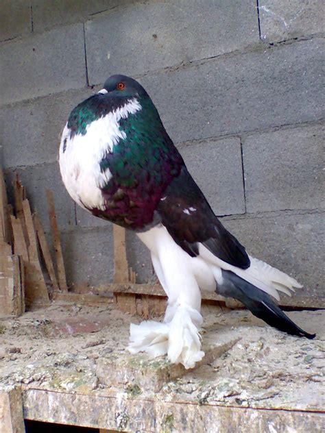 Palomas buchonas Continuara.org