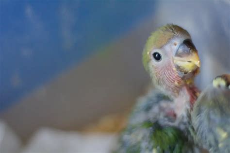 Papillero Continuara.org
