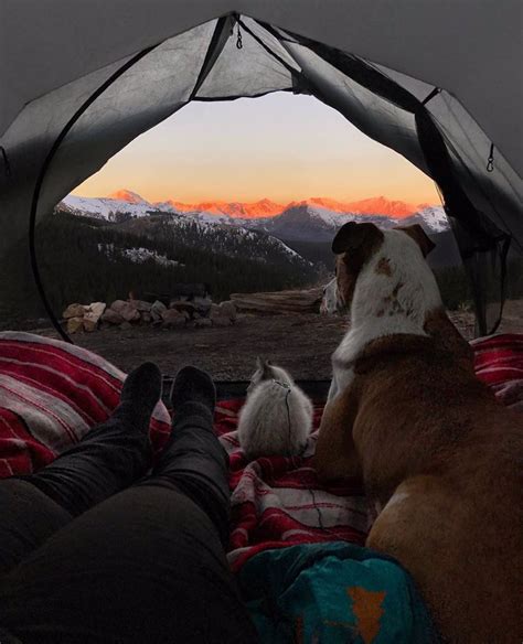 Pareja gato perro Continuara.org