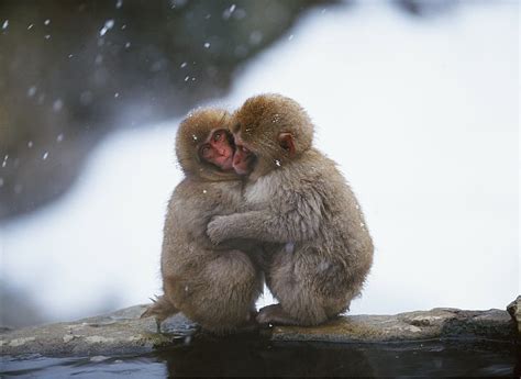 Pareja monos nieve Continuara.org