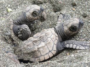 Parque tortuga bebe Continuara.org