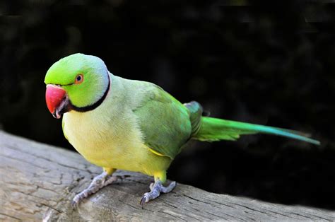 Parrot Continuara.org
